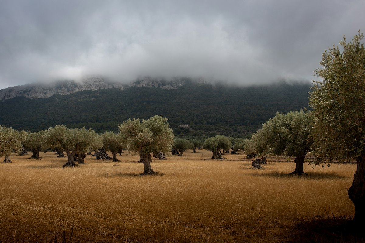 Olivos en una finca rústica de Málaga